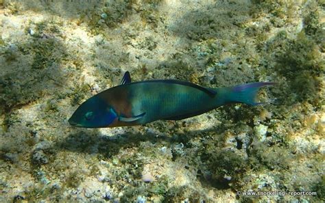 Snorkeling in Napili Bay, Maui | Snorkeling in Hawaii