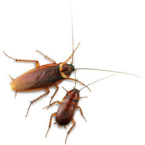 Cockroach Pictures For Kids | Free download on ClipArtMag