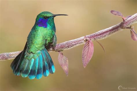 Green Violet-Ear Hummingbird, by Yehudi Hernandez | Hummingbird, Beautiful birds, Animals beautiful