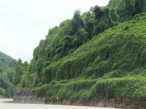 Kudzu - Coastal Invasive Species Committee