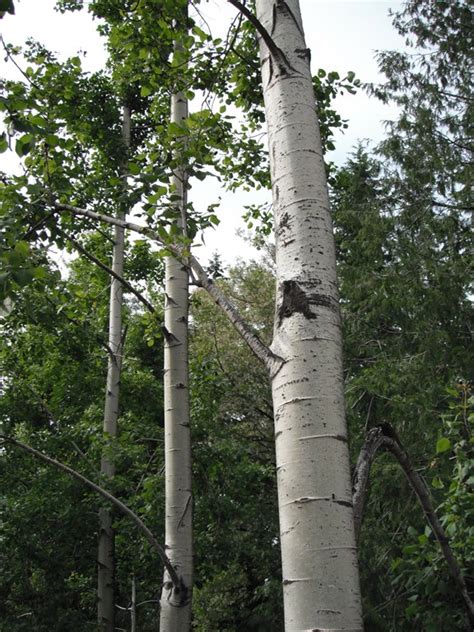 Quaking Aspen, Populus tremuloides | Native Plants PNW