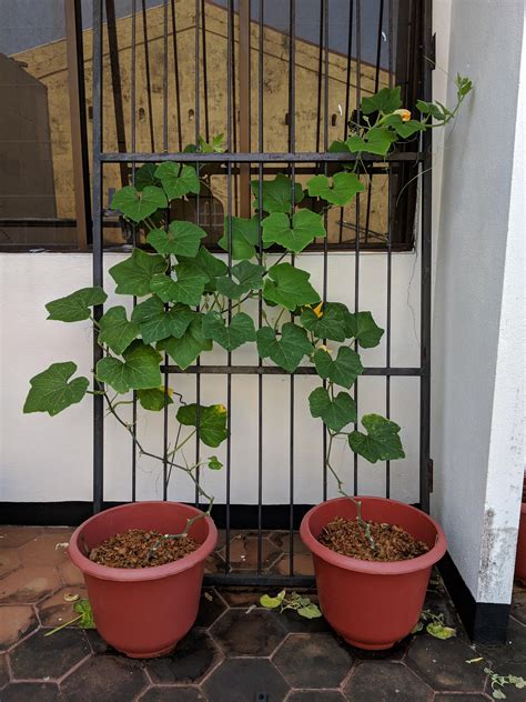 This is my current pumpkin situation. Containers are about 25 litres each (around 6 gallons ...