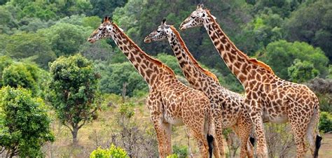 Filming in Lake Manyara National Park- What to film in Lake Manyara