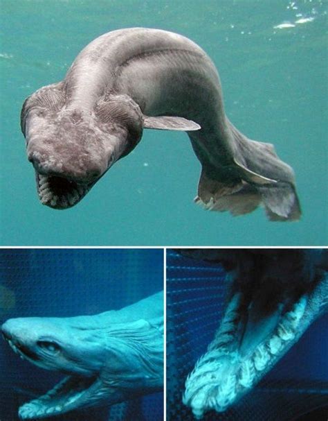 Giant Creepy Deep Sea Creatures | Unnerving Images for Your All