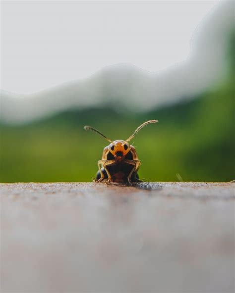 Ladybug Closeup - PixaHive