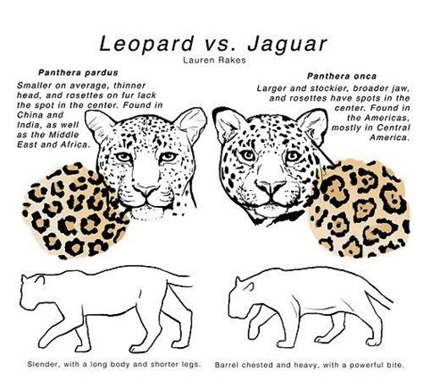 Leopard Vs Jaguar: Know You Know the Difference | Jaguar, Big cats ...