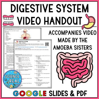 Digestive System Amoeba Sisters Video Handout by Science Is Real