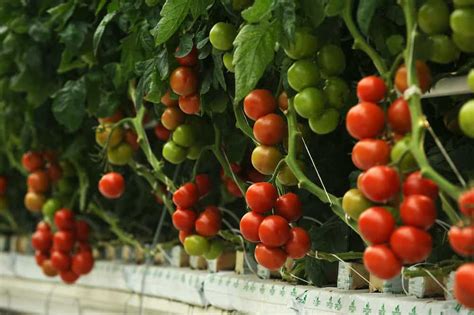 How to Grow Hydroponic Tomatoes | Rural Living Today