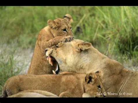 Lion Cubs Playing with Mom - YouTube