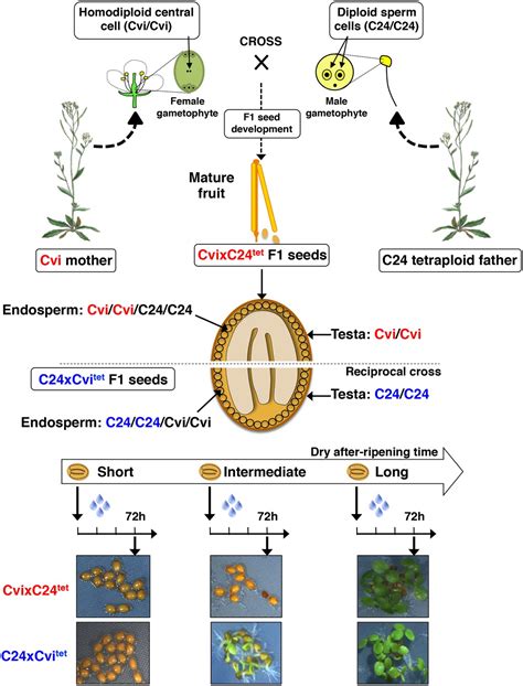 Figures and data in Dormancy-specific imprinting underlies maternal ...