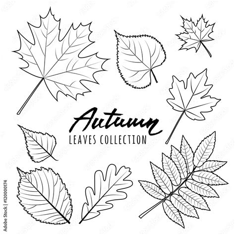 Set of vector autumn leaves. Black and white outline hand drawn fall ...