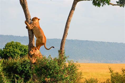 11 Animal Excursions in Uganda