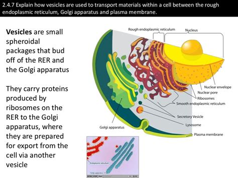 2.4.7 Explain how vesicles are