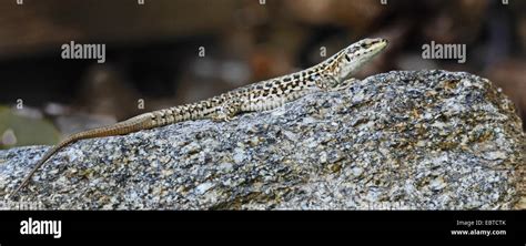 Italian wall lizard, ruin lizard, European wall lizard (Podarcis sicula, Lacerta sicula ...