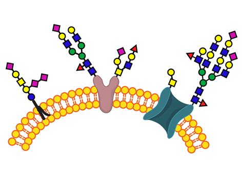 Cell-Based Glycan Arrays for Probing Glycan–Glycan Binding Protein ...