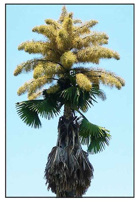 Talipot, Corypha umbraculifera, TALIPOT PALM / Alternative Medicine