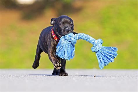 Puppy Behavior: Dog Zoomies & Other Funny Behavior