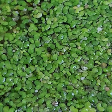 Duckweed lemna Minor 100/200/500/1000 and More live - Etsy