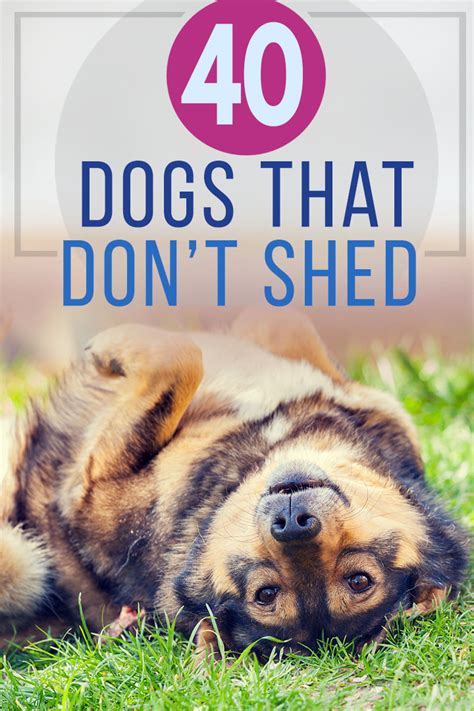 40 Dogs That Don’t Shed (Small, Medium, & Large Non Shedding Breeds)