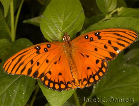 Gulf Fritillary – Florida's Wildflowers & Butterflies