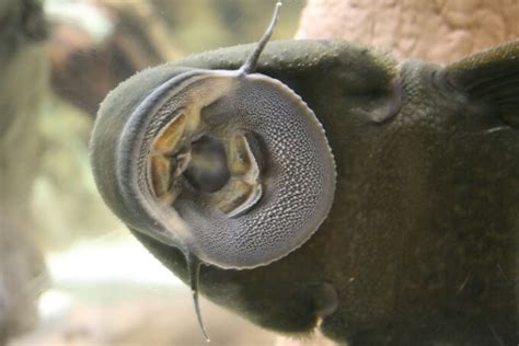 Common Pleco Care: Diet, Size, Lifespan, Tank Size...