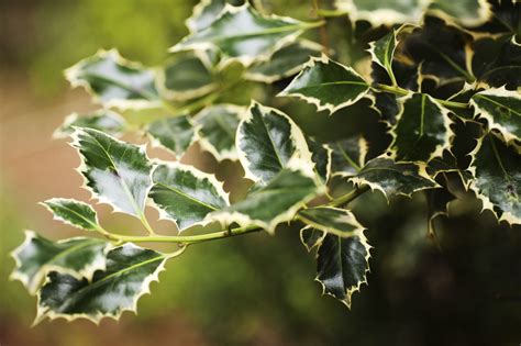 Trimming Holly Bushes – How To Prune Holly Bushes | Holly bush, How to ...