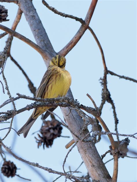 Yellowhammer | BirdForum