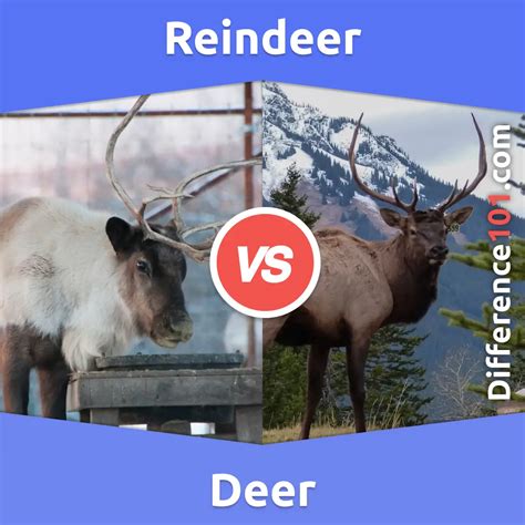 Reindeer vs. Deer: 5 Key Differences, Pros & Cons, Similarities ...