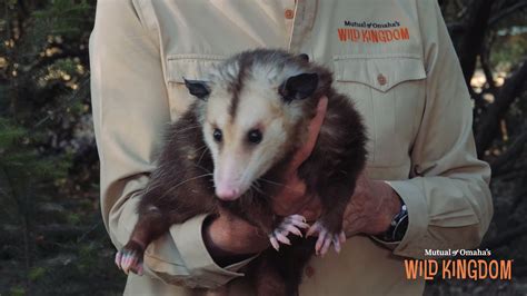 Don't miss Wild Kingdom Tonight! | Wild Kingdom | Do opossums really ...