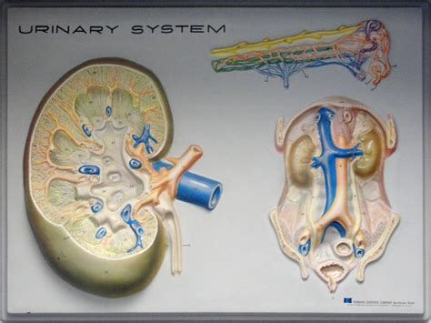 urinary system | Flickr - Photo Sharing!