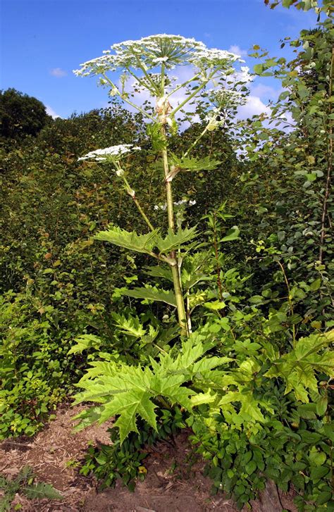 How to Identify Giant Hogweed and Keep Your Family Safe