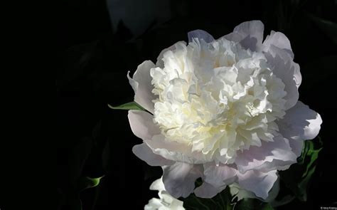 🔥 [38+] White Peonies Desktop Wallpapers | WallpaperSafari