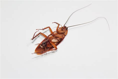 What Causes Roach Infestation?