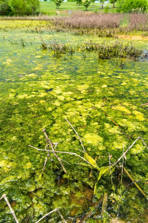 Study: To combat toxic algal blooms, focus on phosphorus - Stormwater ...