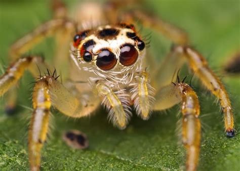 Insects and spiders (65 photos) - Izismile.com