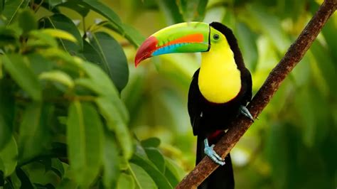 497+ Awesome Toucan Names (Cute & Good Pet Monikers)