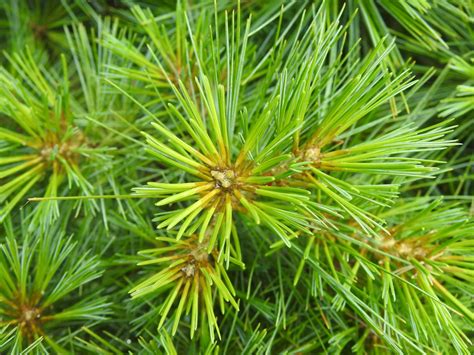 Pinus strobus 'Nana' (Dwarf Eastern White Pine, Eastern White Pine) | North Carolina Extension ...