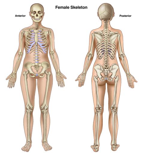 Female Vs Male Skeleton