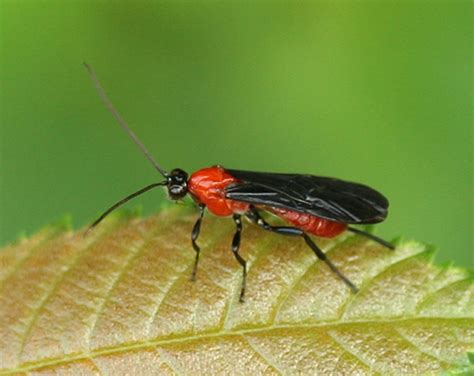 Not All Insects in the Garden are Bad | HubPages