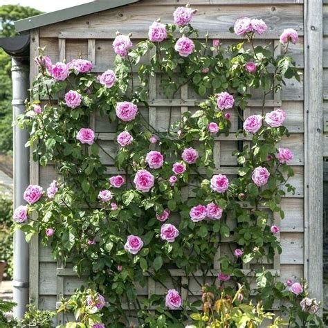 Climbing Rose Roses That Grow In Shade ... | Climbing roses, David austin roses, Rose