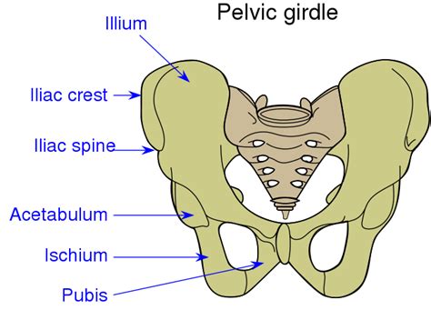 Ilium vs. Ileum: What's the Difference? - Main Difference