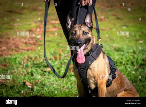 A Belgian Malinois in training Stock Photo - Alamy