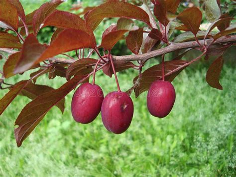 The Tree of Red-leaved Plum with Fruits Grows in a Small Garden Stock ...