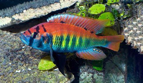 African Cichlids Breeds