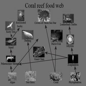 Coral Reef Food Web