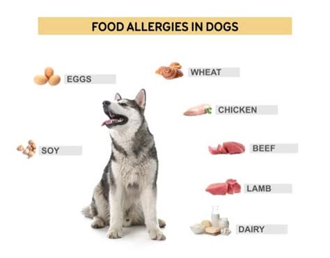 Dog Food Allergies: What They Are and How To Feed Your Dog