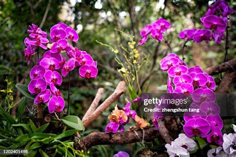 Rainforest Orchids