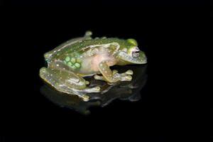 12 Fun Glass Frog Facts - Fact Animal