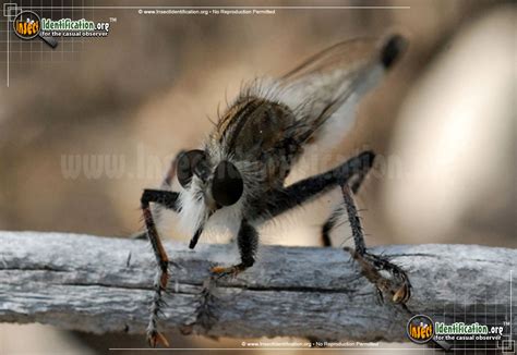 Robber Fly - Efferia Pictures