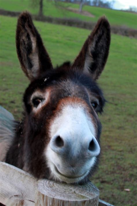 Donkeys are the cutest!